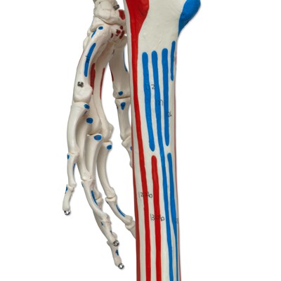 Luxus Skelett Modell Sam auf Hängestativ