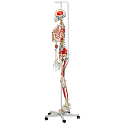 Luxus Skelett Modell Sam auf Hängestativ