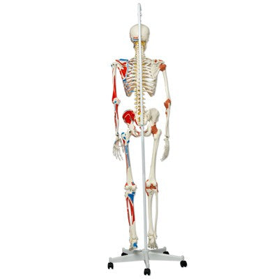 Luxus Skelett Modell Sam auf Hängestativ