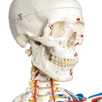 Luxus Seklett Modell Sam auf Rollenstativ