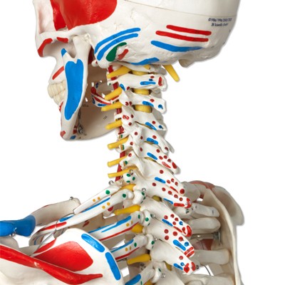 Luxus Seklett Modell Sam auf Rollenstativ