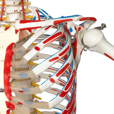 Luxus Skelett Modell Sam auf Hängestativ