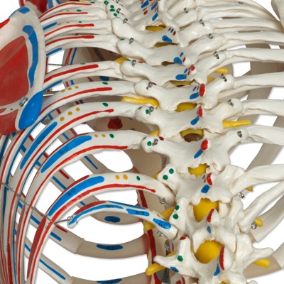 Luxus Skelett Modell Sam auf Hängestativ