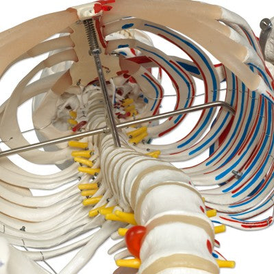 Luxus Skelett Modell Sam auf Hängestativ