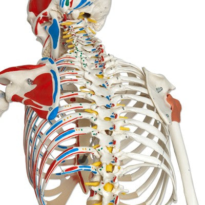 Luxus Skelett Modell Sam auf Hängestativ