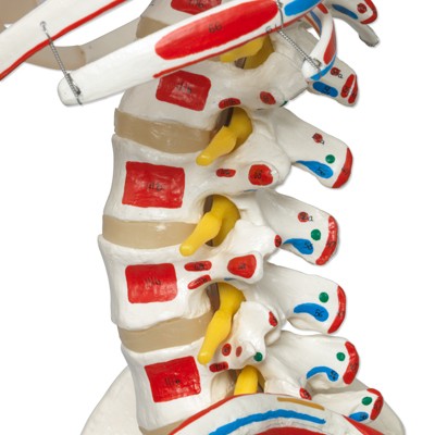 Luxus Skelett Modell Sam auf Hängestativ