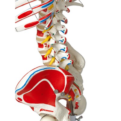 Luxus Skelett Modell Sam auf Hängestativ
