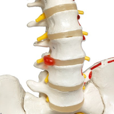 Luxus Skelett Modell Sam auf Hängestativ