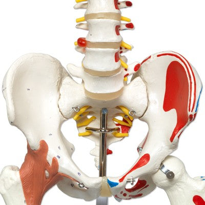 Luxus Skelett Modell Sam auf Hängestativ