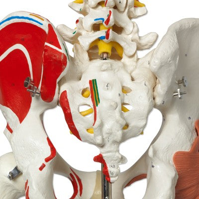 Luxus Skelett Modell Sam auf Hängestativ