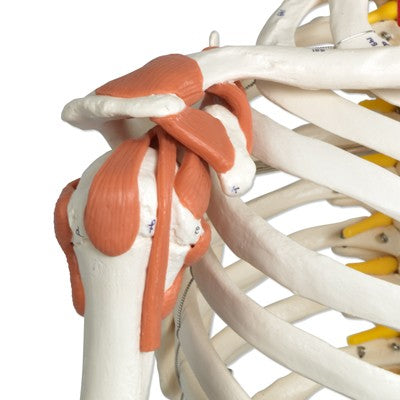 Luxus Seklett Modell Sam auf Rollenstativ