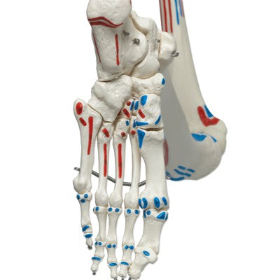 Luxus Skelett Modell Sam auf Hängestativ