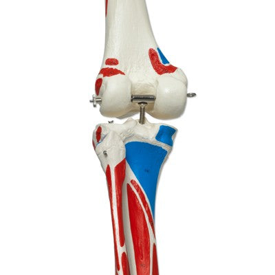 Luxus Skelett Modell Sam auf Hängestativ