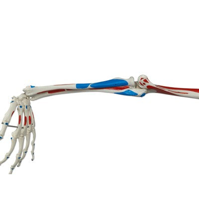 Luxus Skelett Modell Sam auf Hängestativ