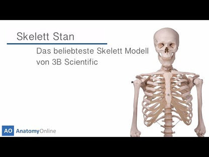 Skelett-Modell Stan auf 5-Fuß-Rollenstativ