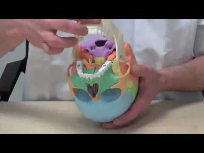 Osteopathie Schädelmodell, 22-teilig, didaktische Ausführung