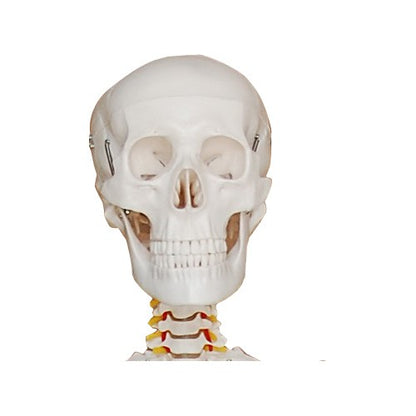 Skelett Modell Lebensgroß